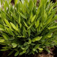 Green boutiQ - Zimmerpflanze - Bamusa Pogonatherum Monica - Bambusgras - Haustierfreundlich - Grün - 4 Pflanzen - Topf 12cm - Höhe 30-35cm – Bild 6