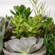 Sukkulenten Mix - 18 Stück - 10 cm - Ø8,5 - 18 – Bild 3