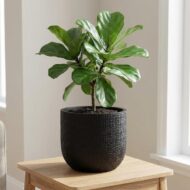 Capi Topf Bol Haut Anthrazit- D17cm - H15cm – Bild 5