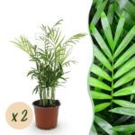 Green boutiQ - Zimmerpflanze - Chamaedorea elegans - Goldpalme - Haustierfreundlich - Grün - 2 Pflanzen - Topf 12cm - Höhe 35-40cm