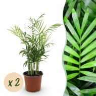 Green boutiQ - Zimmerpflanze - Chamaedorea elegans - Goldpalme - Haustierfreundlich - Grün - 2 Pflanzen - Topf 12cm - Höhe 35-40cm