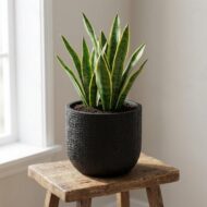 Capi Topf Bol Haut Anthrazit - D14cm - 13cm – Bild 6