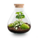 DIY-Terrarium – Sammie – H27 cm