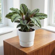 Elho Weiß Greenville rund 30 cm – D20cm – Bild 5