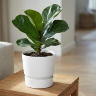 Elho Weiß Greenville rund 30 cm – D20cm – Bild 6