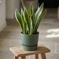 Elho Greenvile Rundblattgrün  D20cm – Bild 4