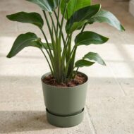 Elho Greenvile Rundblattgrün  D20cm – Bild 6