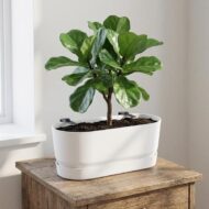 Elho Weißer Topf Greenville Easy Balkon D25cm – Bild 5