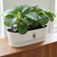 Elho Weißer Topf Greenville Easy Balkon D25cm – Bild 6