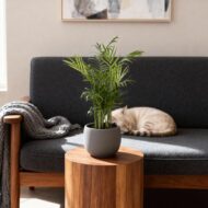 Green boutiQ - Zimmerpflanze - Chamaedorea elegans - Goldpalme - Haustierfreundlich - Grün - 2 Pflanzen - Topf 12cm - Höhe 35-40cm – Bild 4