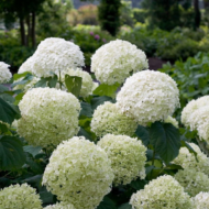 Hydrangea arbo. 'Strong Annabelle' - Ø19cm - H30cm – Bild 4