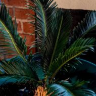 Mediterrane Blumenerde 40 Liter inklusive RhizoPlus geeignet für Olivenbäume, Zitruspflanzen und Palmen – Bild 3