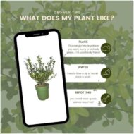 6 Set 1 Meter Stechpalmen Hecke  winterharten Immergrüne - Direkt von der Gärtnerei geliefert – Bild 5