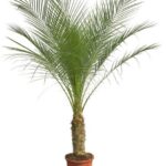 Phoenix Roebelenii auf Stiel -H190cm - 200cm