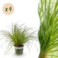Green boutiQ - Zimmerpflanze - Cyperus alternifolius Zumula - Katzengras - Haustierfreundlich - Grün - 4 Pflanzen - Topf 12cm - Höhe 28-30cm