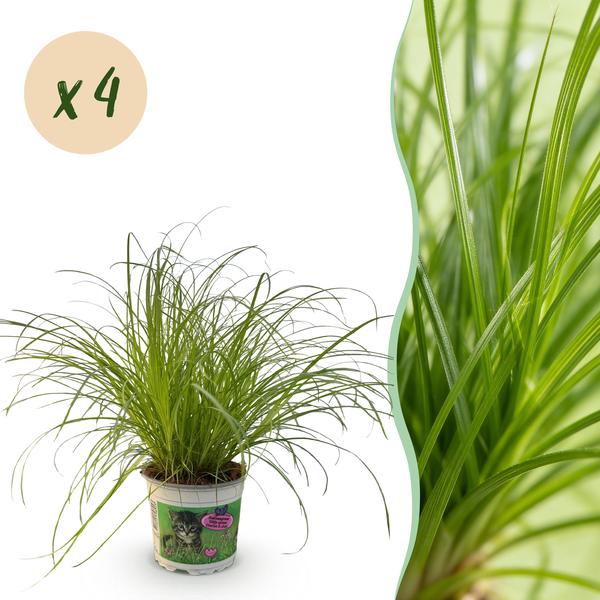 thumbnail_600-122 Green boutiQ - Zimmerpflanze - Cyperus alternifolius Zumula - Katzengras - Haustierfreundlich - Grün - 4 Pflanzen - Topf 12cm - Höhe 28-30cm – Bild 1