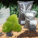 Terrarium pflanzen Nachfüllpackung & Starterpaket L/XL