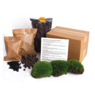Terrarium pflanzen Nachfüllpackung & Starterpaket L/XL – Bild 3