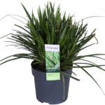 Carex morrowii 'Ice Dance' - Ø14cm - ↕30cm