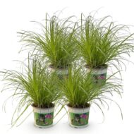 Green boutiQ - Zimmerpflanze - Cyperus alternifolius Zumula - Katzengras - Haustierfreundlich - Grün - 4 Pflanzen - Topf 12cm - Höhe 28-30cm – Bild 2