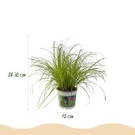 Green boutiQ - Zimmerpflanze - Cyperus alternifolius Zumula - Katzengras - Haustierfreundlich - Grün - 4 Pflanzen - Topf 12cm - Höhe 28-30cm – Bild 3