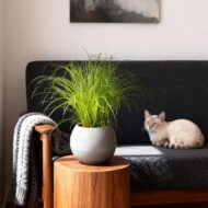 Green boutiQ - Zimmerpflanze - Cyperus alternifolius Zumula - Katzengras - Haustierfreundlich - Grün - 4 Pflanzen - Topf 12cm - Höhe 28-30cm – Bild 4