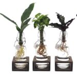 Intenz Mix im Glas  3 Stücke  Ø7cm - H25cm