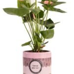 Anthurium Pink (Spirit) „SPECIAL POUR TOI” Verpackung - Ø12cm - K45cm