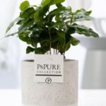 Coffea Arabica Jade Keramik Ø12cm - H20cm