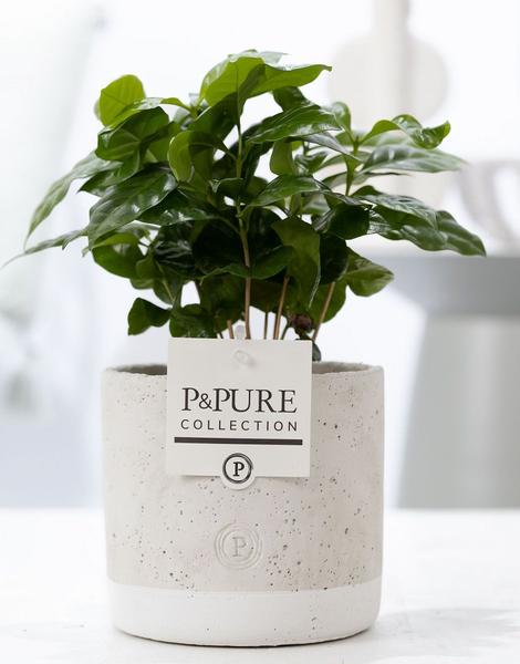 thumbnail_600-1268 Coffea Arabica Jade Keramik Ø12cm - H20cm – Bild 1