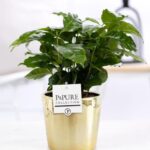 Coffea Arabica Laryssa Keramik Glänzendes Gold  Ø12cm - H20cm