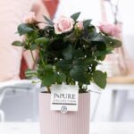 Hellrosa Sophie Keramik Pink  Ø12cm - H30cm