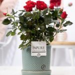 Rosa Rod Lauren Keramik Ø12cm - H30cm