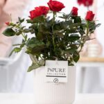 Rosa Rod Sophie Keramik Weiß Ø12cm - H30cm