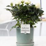 Rosa Weiß ILauren Keramik Ø12cm - H30cm