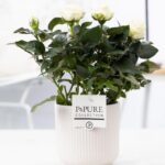 Rosa Weiß Sophie Keramik Weiß Ø12cm - H30cm