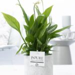 Spathiphyllum Jade Keramik  Ø12cm - H35cm