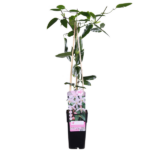 Clematis armandii Apple Blossom - Immergrüne Clematis Hellrosa - Ø15cm - H65cm