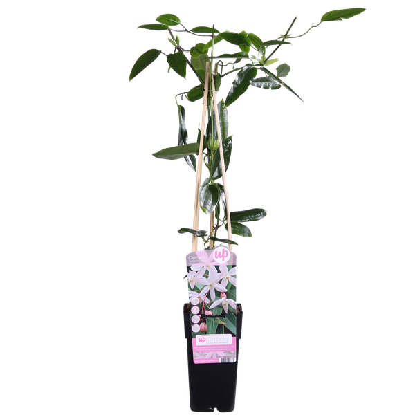 thumbnail_600-129 Clematis armandii Apple Blossom - Immergrüne Clematis Hellrosa - Ø15cm - H65cm – Bild 1