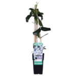 Clematis armandii - Immergrüne Clematis White - Ø15cm - H65cm