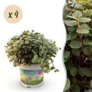 Green boutiQ - Zimmerpflanze - Calissia repens - Katzengras - Haustierfreundlich - Grün - 4 Pflanzen - Topf 12cm - Höhe 17-20cm