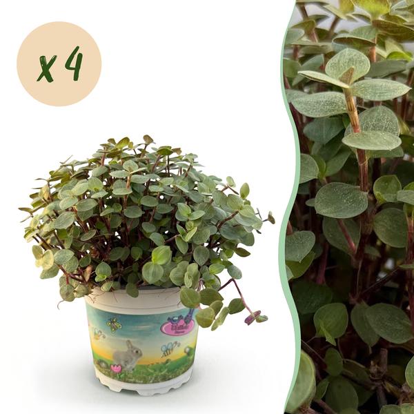 thumbnail_600-133 Green boutiQ - Zimmerpflanze - Calissia repens - Katzengras - Haustierfreundlich - Grün - 4 Pflanzen - Topf 12cm - Höhe 17-20cm – Bild 1