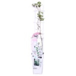Clematis Corinne - Clematis Evison WeiÃŸ Ø15cm - ↕65cm - Ø15 - ↨65cm