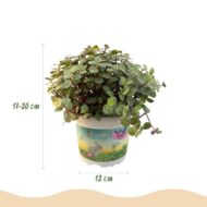 Green boutiQ - Zimmerpflanze - Calissia repens - Katzengras - Haustierfreundlich - Grün - 4 Pflanzen - Topf 12cm - Höhe 17-20cm – Bild 3