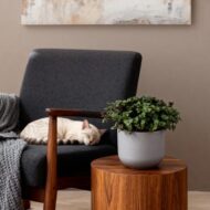 Green boutiQ - Zimmerpflanze - Calissia repens - Katzengras - Haustierfreundlich - Grün - 4 Pflanzen - Topf 12cm - Höhe 17-20cm – Bild 4