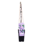 Clematis Justa - Ø15cm - H65cm