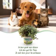 Green boutiQ - Zimmerpflanze - Calissia repens - Katzengras - Haustierfreundlich - Grün - 4 Pflanzen - Topf 12cm - Höhe 17-20cm – Bild 5