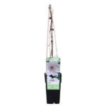 Clematis Miss Bateman - Clematis Wit - Ø15cm - ↕65cm