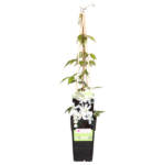 Clematis Montana 'Grandiflora' - ↨65cm - Ø15