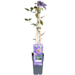 Clematis Multi Blue - Clematis Blauw - Ø15cm - ↕65cm